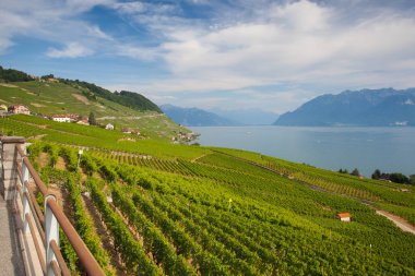 Leman Gölü (Cenevre Gölü), İsviçre üzerinden Lavaux bölgesinin üzüm bağları