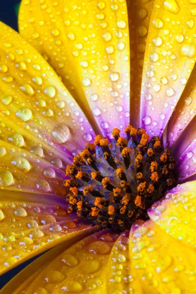 Detalj Gula Cape Marigold Dimorphotheca Spp Blomma Det Kallas Också — Stockfoto