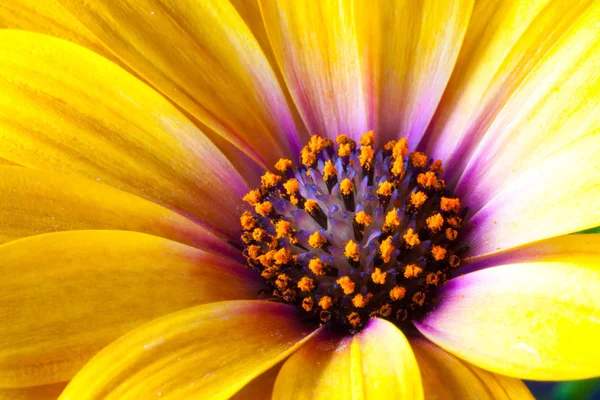 Detalj Gula Cape Marigold Dimorphotheca Spp Blomma Det Kallas Också — Stockfoto