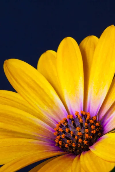 详细的黄色海角万寿菊 Dimorphotheca 它也被称为非洲雏菊 它来自南部非洲 它是大菊科家庭的成员 包括紫苑 雏菊和向日葵 — 图库照片