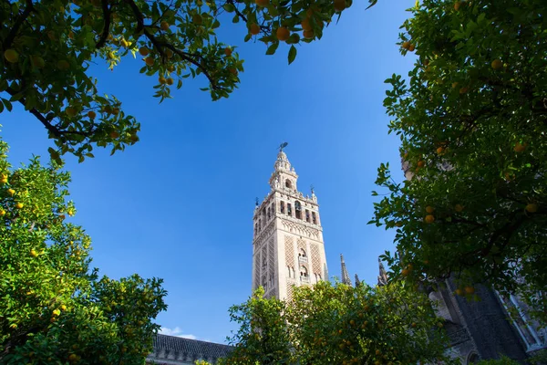 Katedralen Sevilla Och Träd Fulla Apelsiner Spanien Det Den Största — Stockfoto
