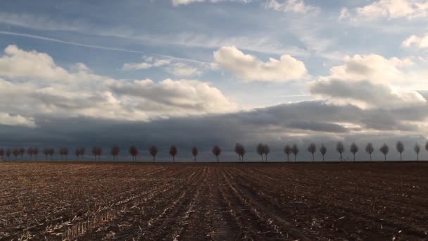 Młode Piękne Drzewa Między Polami Wiosna Zachodzie Słońca Czas Żniw — Wideo stockowe