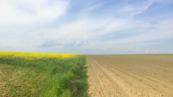 Ріпакове Поле Сіяне Поле Заході Сонця — стокове відео