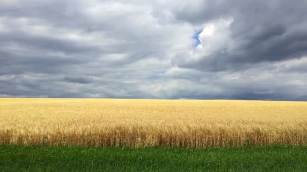 Пшенична Сфера Сільській Місцевості Чехії Перед Бурею Уповільнена Зйомка — стокове відео