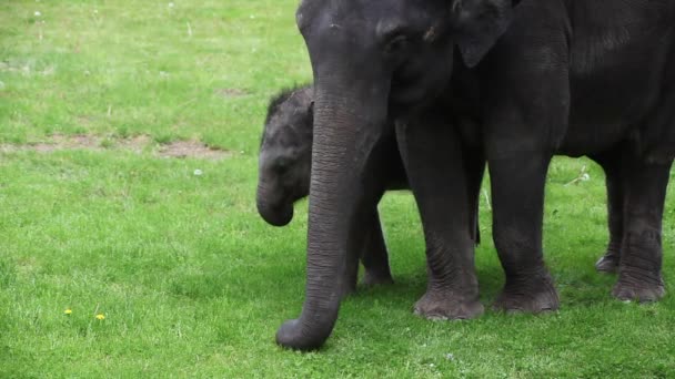 Jovens Idosos Asiático Elefante Elephas Maximus Comer Grama — Vídeo de Stock