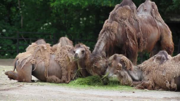 Три Bactrian Верблюдів Їсть Траву Camelus Bactrianus — стокове відео