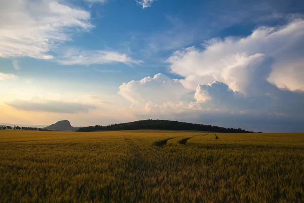 Letní Krajina Pšeničné Pole Bouřlivých Mračen Při Západu Slunce Česká — Stock fotografie