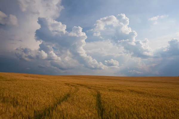 Paesaggio Estivo Con Campo Grano Nuvole Tempestose Tramonto — Foto Stock