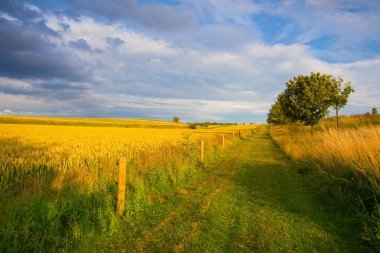 Çek Cumhuriyeti 'nin Merkez Bohem Tepeleri' nde buğday tarlasıyla yaz akşamı manzarası.