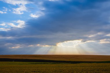 Çek Cumhuriyeti 'nin Merkez Bohem Bölgesi' nde buğday tarlasıyla dramatik bir yaz sabahı manzarası.