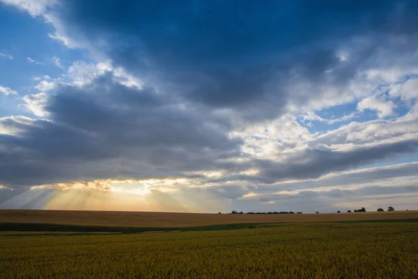 Dramático Paisaje Matutino Verano Con Campo Trigo Las Tierras Altas —  Fotos de Stock