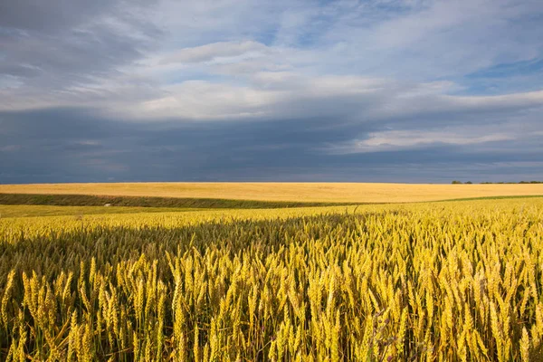 Sommerabendlandschaft Mit Weizenfeld Mittelböhmischen Hochland Tschechische Republik — Stockfoto