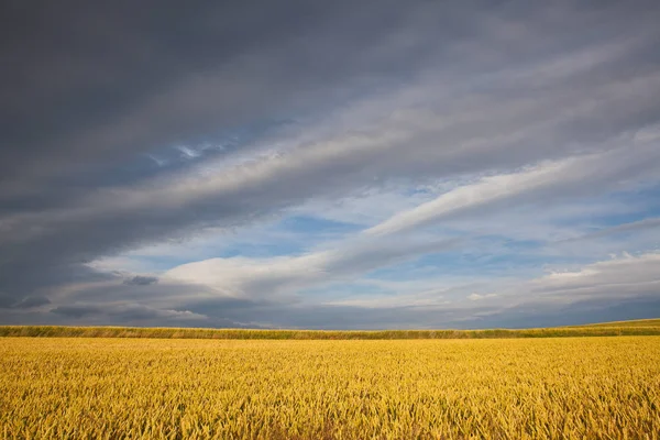 Çek Cumhuriyeti Nin Merkez Bohem Tepeleri Nde Buğday Tarlasıyla Yaz — Stok fotoğraf