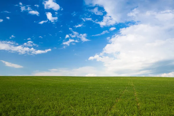 Tomma Ängen Vid Solnedgången Tjeckien Bohemian Uplands Tjeckien — Stockfoto