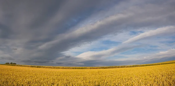 Paisaje Vespertino Con Campo Trigo Las Tierras Altas Bohemia Central — Foto de Stock