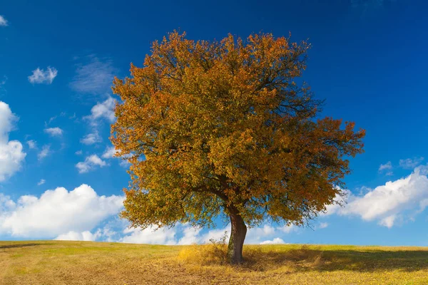 Μοναχικό Δέντρο Στο Λιβάδι Φθινόπωρο Τσεχική Δημοκρατία — Φωτογραφία Αρχείου