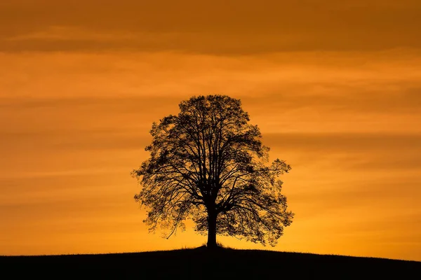 劇的な日の出の丘の上に記念樹 — ストック写真