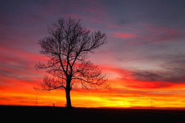 Siluet yalnız ağacı dramatik günbatımı, Central Bohemian Upland, Çek Cumhuriyeti
