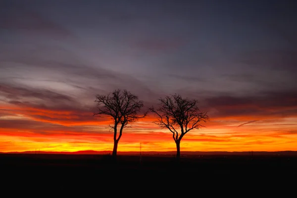 Silueta Árboles Solitarios Atardecer Dramático Central Bohemian Upland República Checa — Foto de Stock