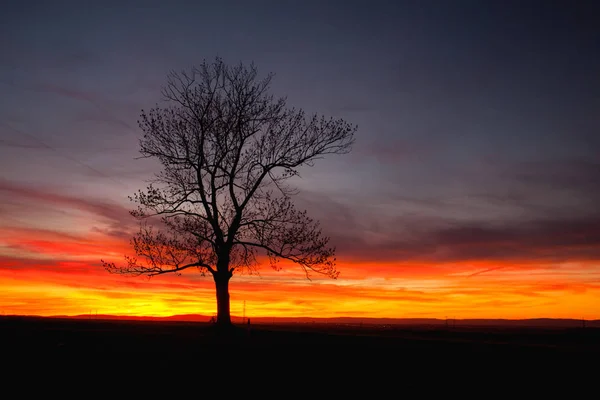在戏剧性的日落 中央波希米亚高地 捷克的孤独树剪影 — 图库照片