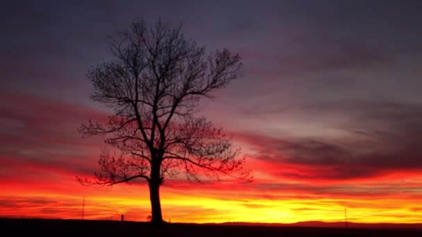 Dramatik Günbatımında Yalnız Ağaç Orta Bohem Tepesi Çek Cumhuriyeti — Stok video