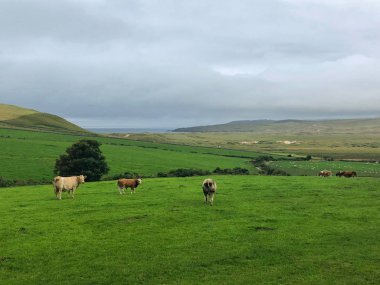 Dunfanaghy, İrlanda mera üzerinde. Yaban Atlantik yolu