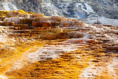 Mamut Kaplıcalar kaplıcalar Traverten Yellowstone Milli Parkı'nda bir tepe üzerinde büyük bir kompleks olduğunu. Wyoming, ABD.