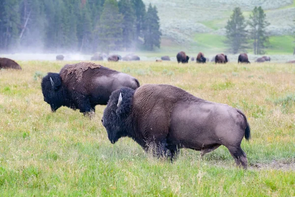 Стадом Бізонів Єллоустоунський Національний Парк Wyoming Сша Парку Йеллоустоун Зубри — стокове фото