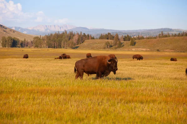 The herd bison in Yellowstone National Park, Wyoming. USA.  The Yellowstone Park bison herd in Yellowstone National Park is probably the oldest and largest public bison herd in the United States.