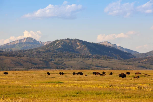 Kudde Bison Yellowstone National Park Wyoming Usa Yellowstone Park Bison — Stockfoto