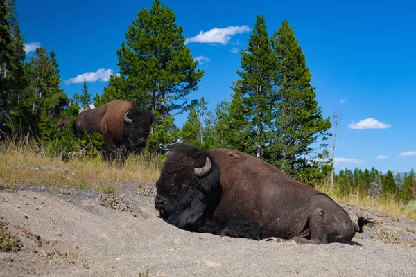 Żubr Parku Narodowym Yellowstone Wyoming Stany Zjednoczone Ameryki Stado Żubrów — Zdjęcie stockowe