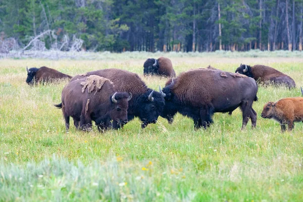 Стадом Бізонів Єллоустоунський Національний Парк Wyoming Сша Парку Йеллоустоун Зубри — стокове фото