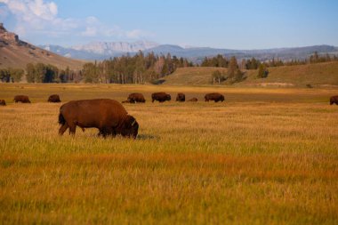 Yellowstone Milli Parkı, Wyoming sürüsü bison. Amerika Birleşik Devletleri. Yellowstone Parkı bizon sürünün Yellowstone Milli Parkı'nda olduğunu muhtemelen en eski ve en büyük ortak bizon sürü Amerika Birleşik Devletleri.