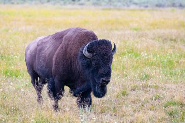 Yellowstone Milli Parkı, Wyoming bison. Amerika Birleşik Devletleri. Yellowstone Parkı bizon sürünün Yellowstone Milli Parkı'nda olduğunu muhtemelen en eski ve en büyük ortak bizon sürü Amerika Birleşik Devletleri.