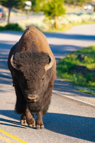 Bison Sur Route Dans Parc National Yellowstone Wyoming États Unis — Photo