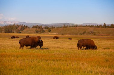 Yellowstone Milli Parkı, Wyoming sürüsü bison. Amerika Birleşik Devletleri. Yellowstone Parkı bizon sürünün Yellowstone Milli Parkı'nda olduğunu muhtemelen en eski ve en büyük ortak bizon sürü Amerika Birleşik Devletleri.