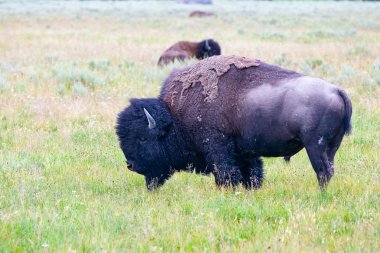 Yellowstone Milli Parkı, Wyoming sürüsü bison. Amerika Birleşik Devletleri. Yellowstone Parkı bizon sürünün Yellowstone Milli Parkı'nda olduğunu muhtemelen en eski ve en büyük ortak bizon sürü Amerika Birleşik Devletleri.