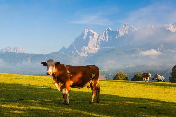 Pasture High Mountains Austria — Stock Photo, Image