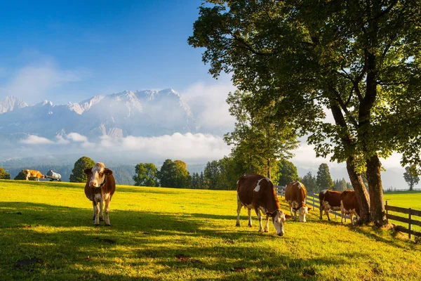 Пастбище Высоких Горах Австрии — стоковое фото