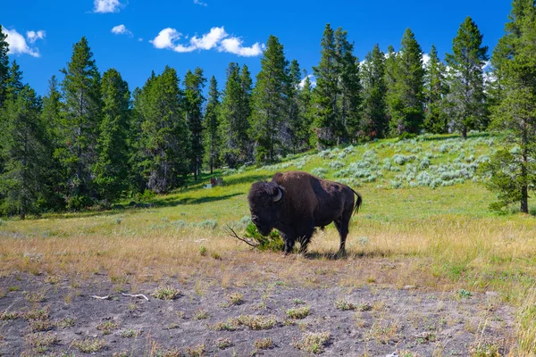 Зубри Єллоустоунський Національний Парк Wyoming Сша Парку Йеллоустоун Зубри Стадо — стокове фото