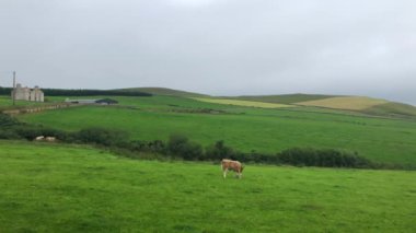 Dunfanaghy, İrlanda mera üzerinde. Yaban Atlantik yolu