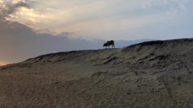 İnek batımında, Yala Milli Parkı kum tepeleri üzerinde yürür, Sri Lanka.Yala Np orman, otlak ve lagün büyük bir alandır. Kendi evinde leoparlar, filler ve timsahlar gibi yaban hayatı.