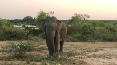 Vahşi fil çim, Yala Milli Parkı, yeme Sri Lanka.Yala Milli Park Orman, otlak ve lagün büyük bir alandır. Kendi evinde leoparlar, filler ve timsahlar gibi yaban hayatı.