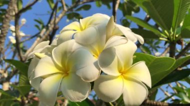 Rüzgar güzel beyaz plumeria rubra çiçeklerle ağaç. Sri Lanka,