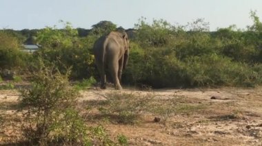 Vahşi fil çim, Yala Milli Parkı, yeme Sri Lanka.Yala Milli Park Orman, otlak ve lagün büyük bir alandır. Kendi evinde leoparlar, filler ve timsahlar gibi yaban hayatı.