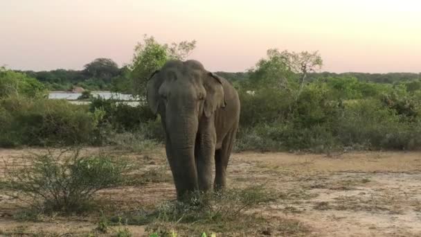 Divoký Slon Jíst Trávu Národní Park Jala Sri Lanka Yala — Stock video