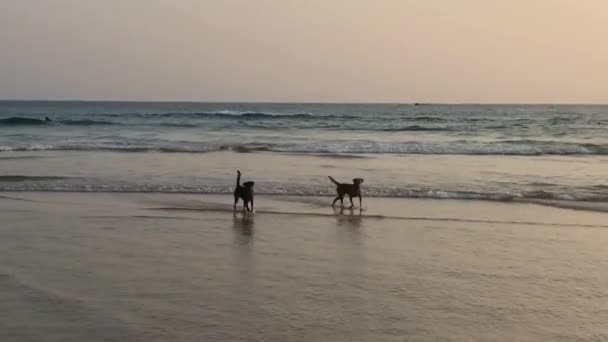 日落时 海滩上有两只狗 斯里兰卡亚拉国家公园 — 图库视频影像