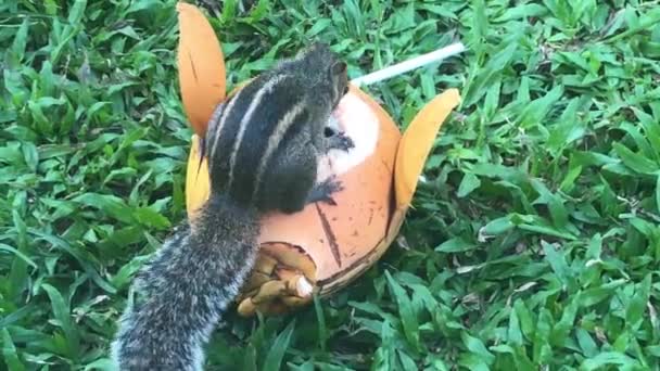 Uno Scoiattolo Palma Mangia Una Noce Cocco Sull Erba Hotel — Video Stock