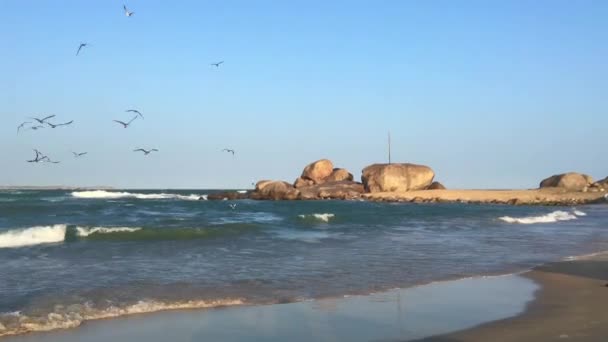 Stormo Gabbiani Pesca Piccolo Porto Nel Parco Nazionale Yala Sri — Video Stock
