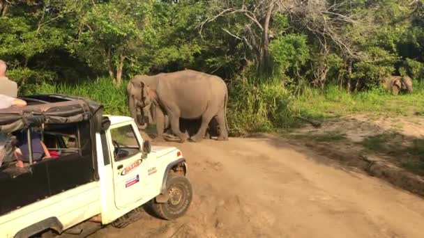 Hurulu Eco Park Sri Lanka Januari 2019 Safari Hurulu Eco — Stockvideo